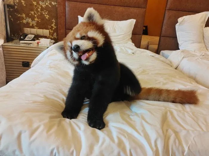 小熊猫叫早服务，被叫停！