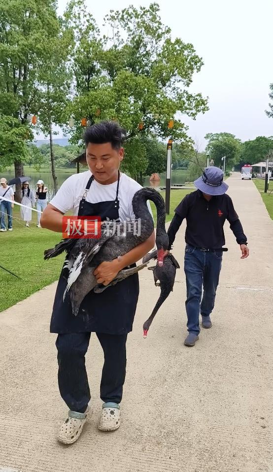 “渣鹅”移情别恋后，饲养员为伤心母天鹅安排了两只新的公天鹅