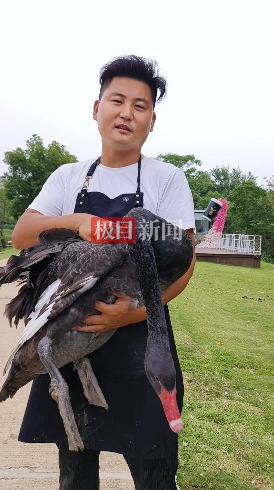“渣鹅”移情别恋后，饲养员为伤心母天鹅安排了两只新的公天鹅