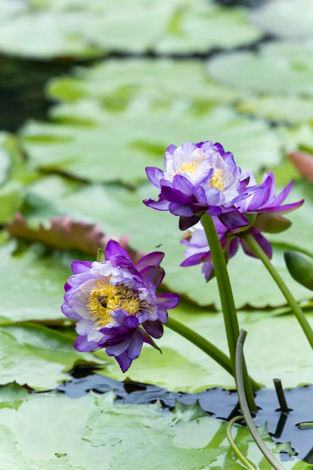 端午节广州一景区发现7个莲花奇观，好运莲莲好兆头！