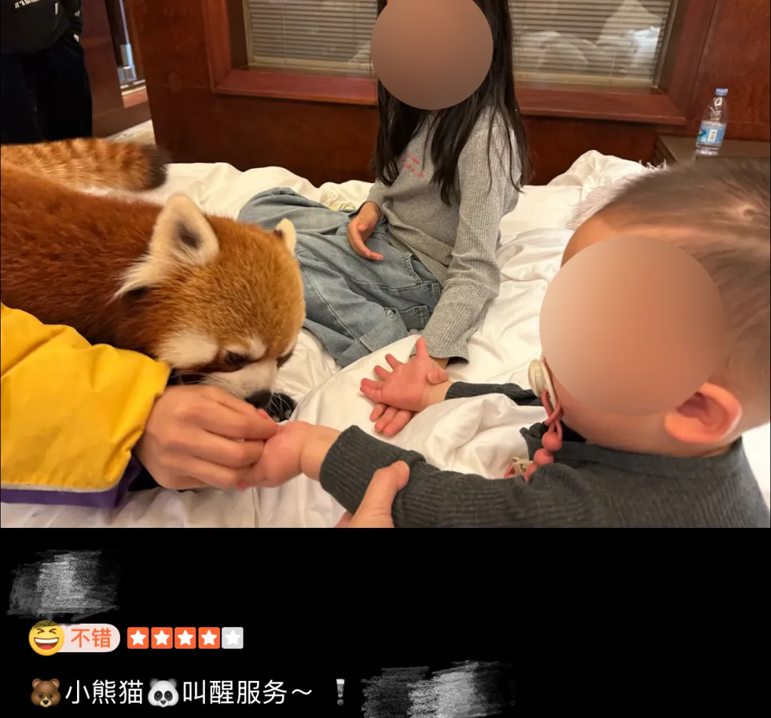 小熊猫叫早服务，被叫停！