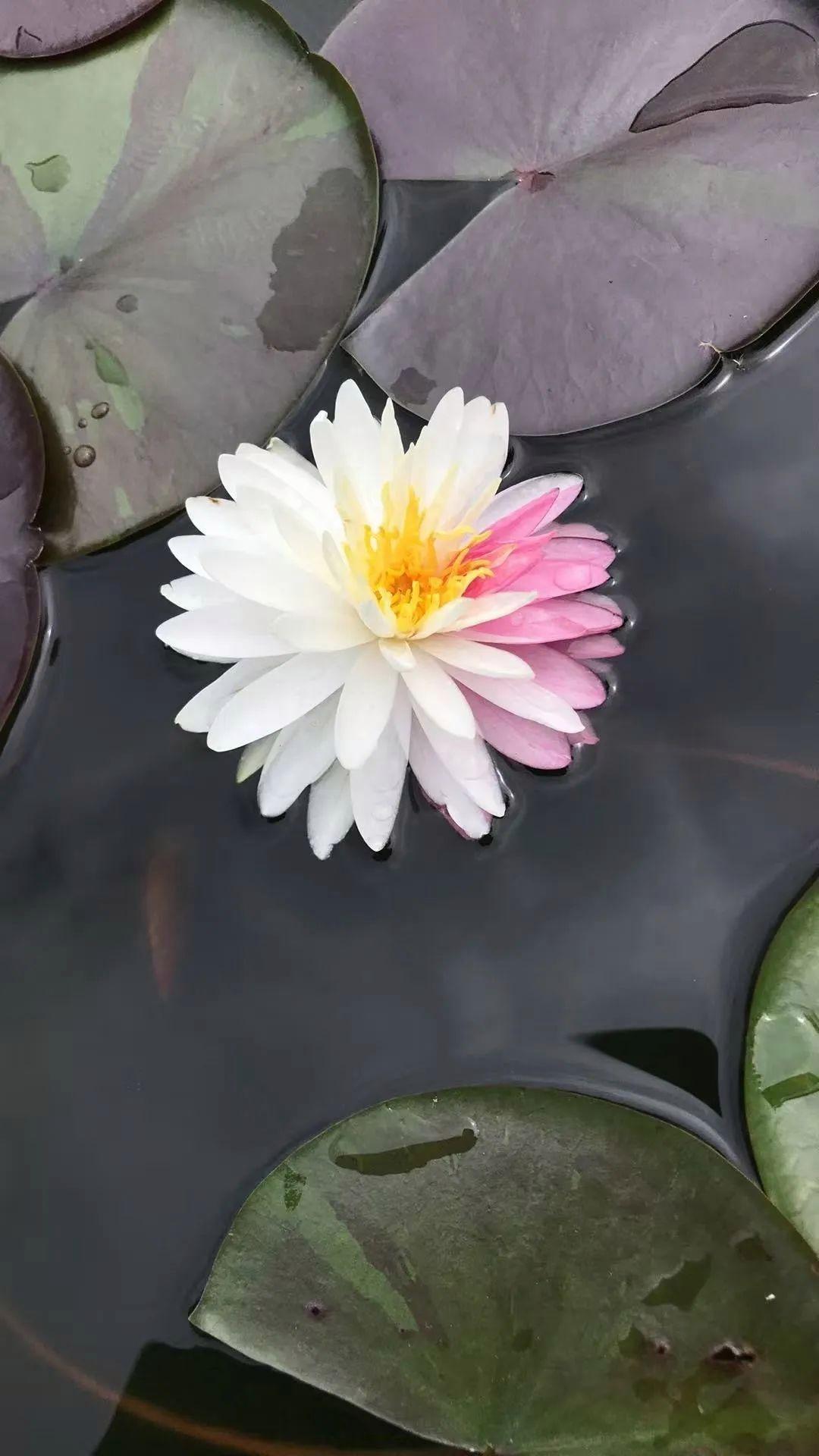 端午节广州一景区发现7个莲花奇观，好运莲莲好兆头！