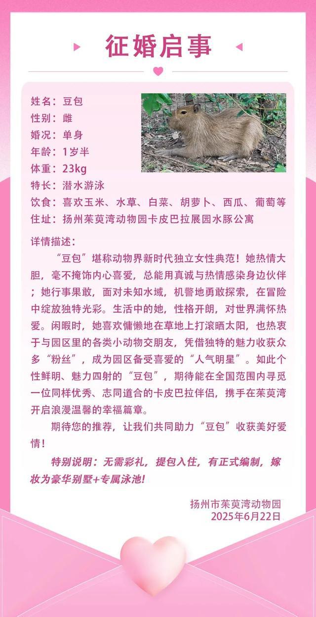 卡皮巴拉“豆包”出走返家后遭“霸总”冷暴力，今日征婚：无需彩礼有编制！嫁妆为豪华别墅