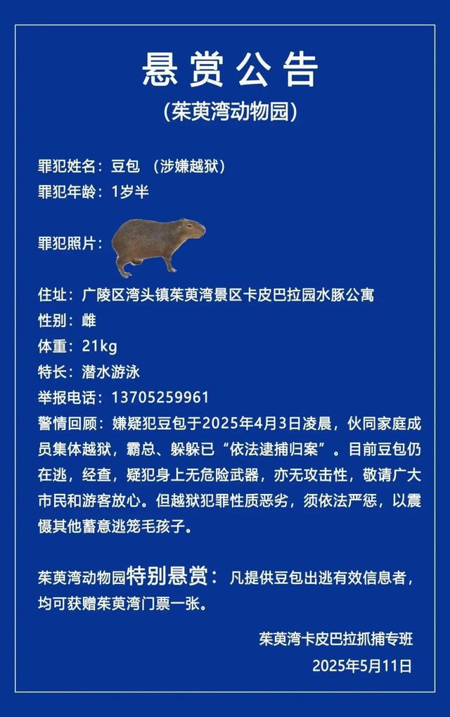 卡皮巴拉“豆包”出走返家后遭“霸总”冷暴力，今日征婚：无需彩礼有编制！嫁妆为豪华别墅