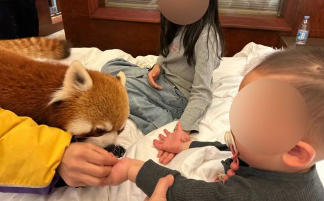 酒店小熊猫叫早房型，全面下架！