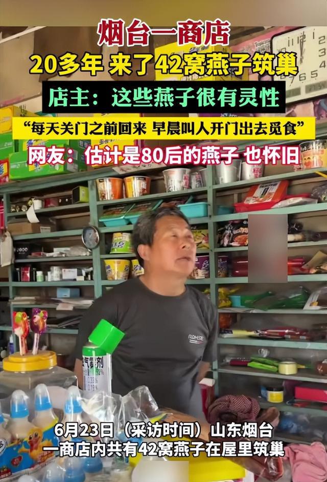 烟台这家小店火了！二十年 42 窝燕子安家，背后的故事很暖心