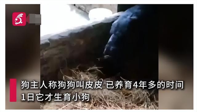 英雄狗妈为护崽撕咬毒蛇成三段，中毒后撑到喂饱孩子才倒下