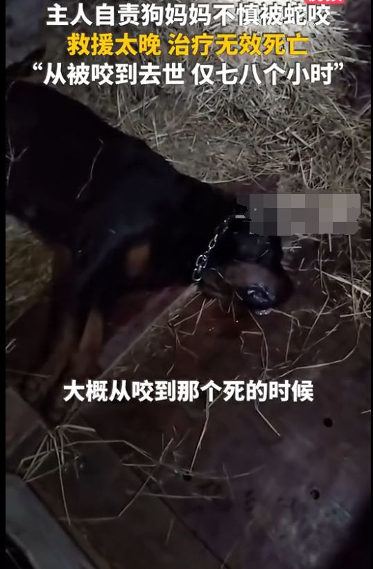 英雄狗妈为护崽撕咬毒蛇成三段，中毒后撑到喂饱孩子才倒下